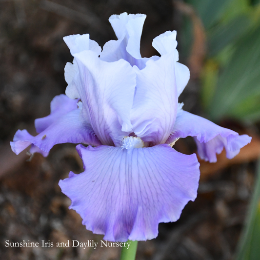 Peace Time - Tall Bearded Iris