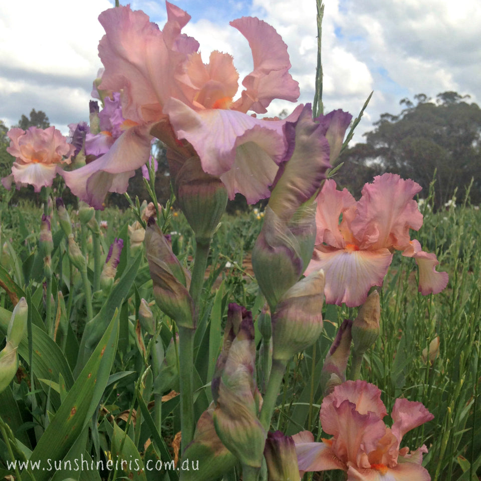 Pink Persian - Tall Bearded Iris Sunshine Iris Nursery