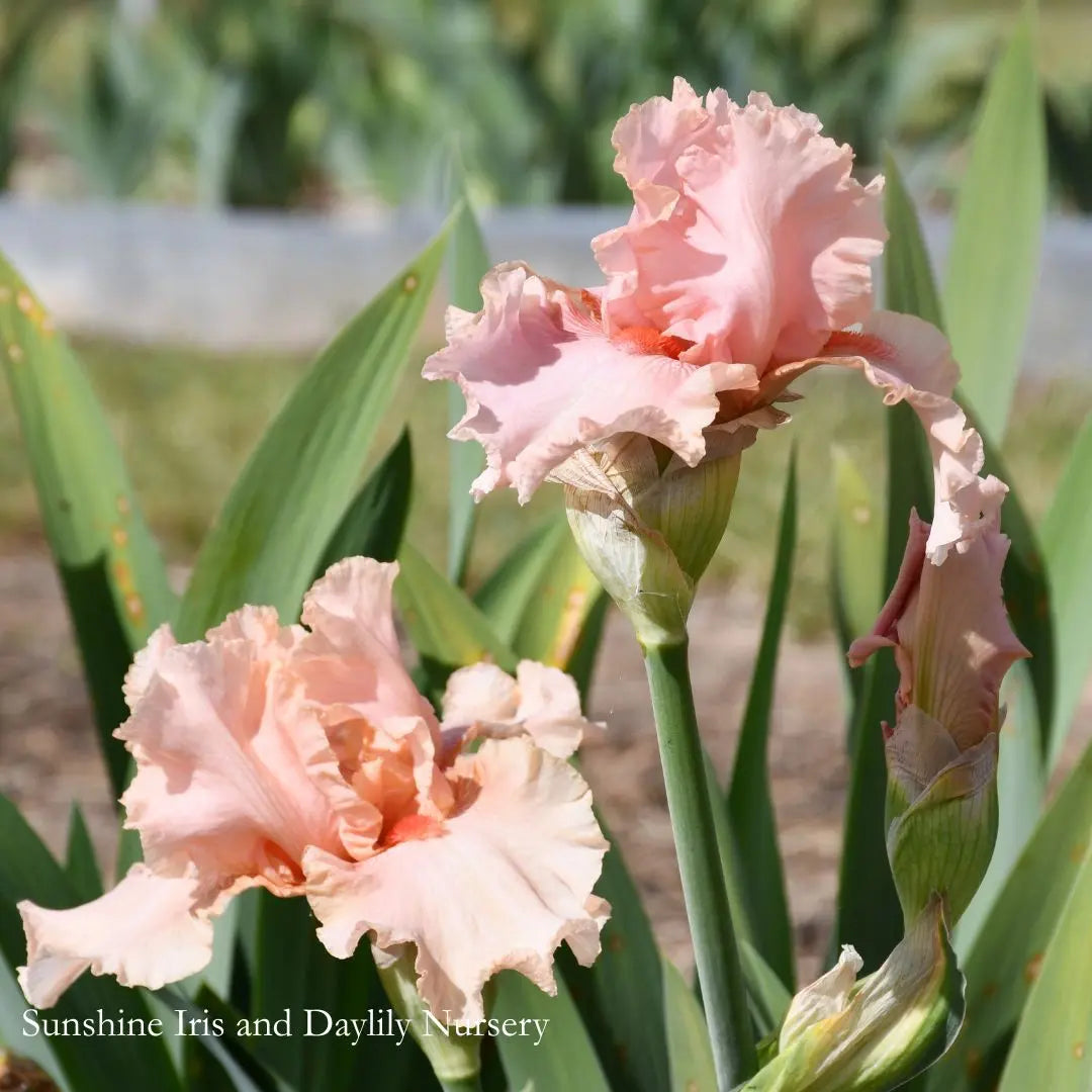 Pink Champagne - Tall Bearded Iris Sunshine Iris Nursery