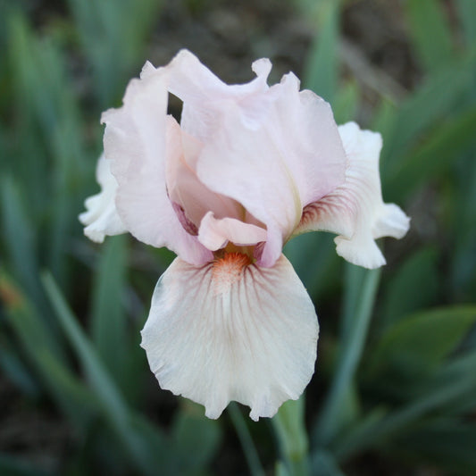 Pink Kitten - Intermediate Bearded Iris