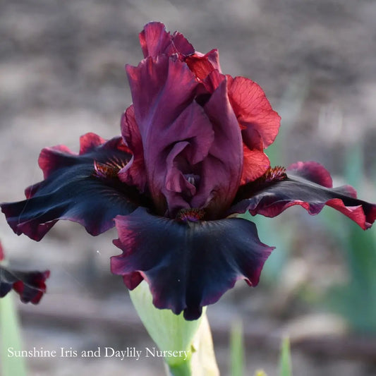 Plasma - Intermediate Bearded Iris Sunshine Iris Nursery