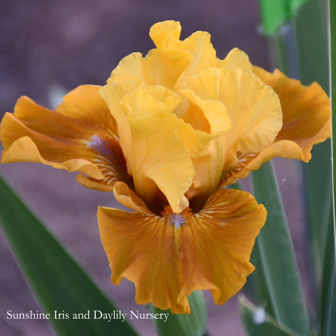 Playlist - Intermediate Bearded Iris