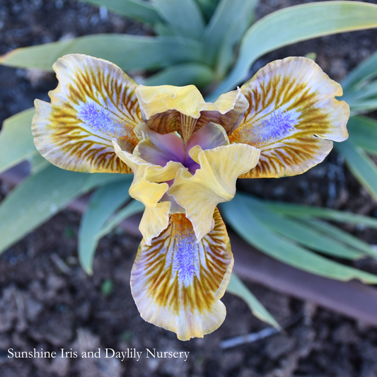 Pokemon - Miniature Dwarf Bearded Iris Sunshine Iris Nursery