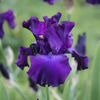 Polished Manners - Tall Bearded Iris Sunshine Iris Nursery