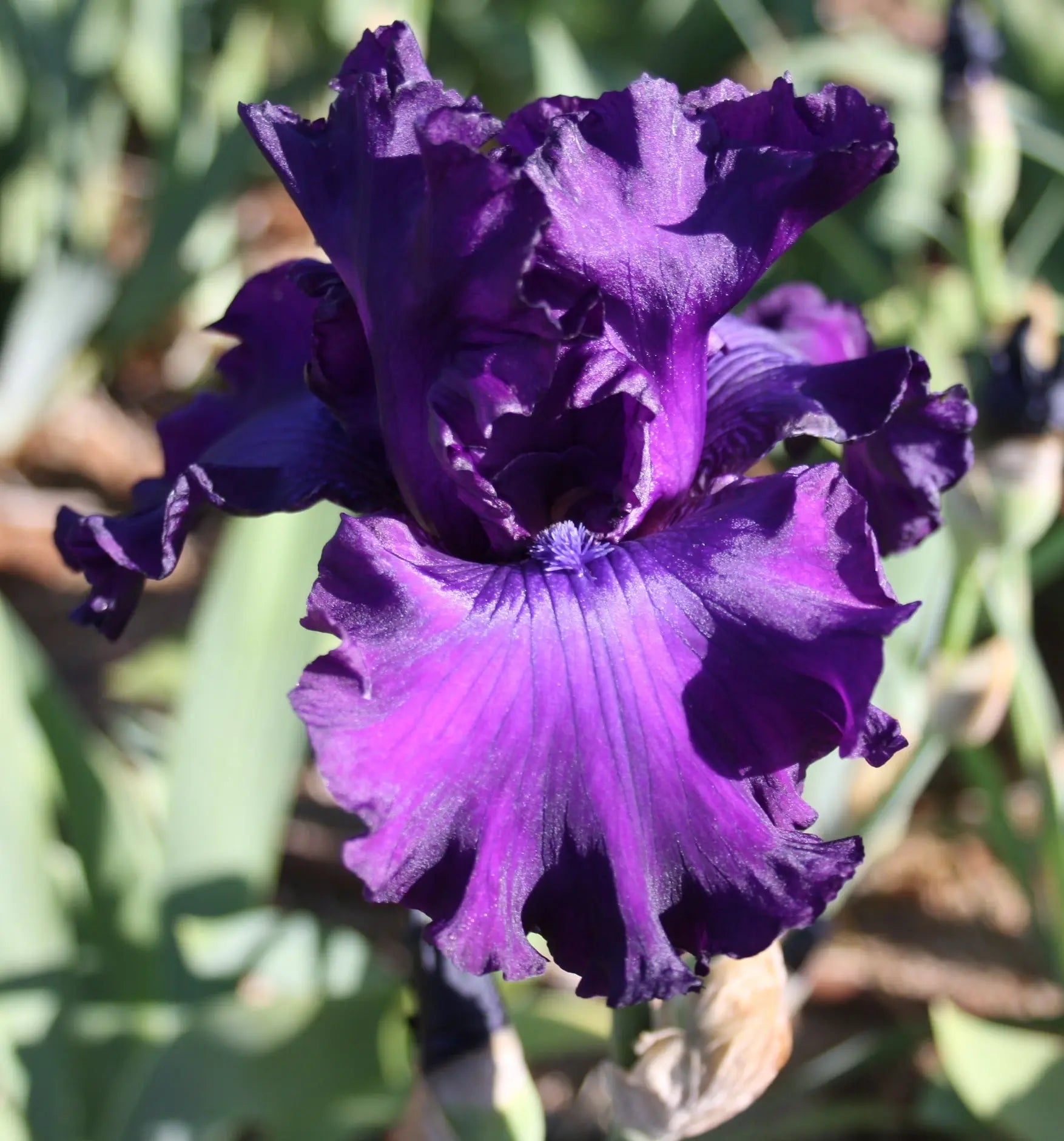 Polished Manners - Tall Bearded Iris Sunshine Iris Nursery