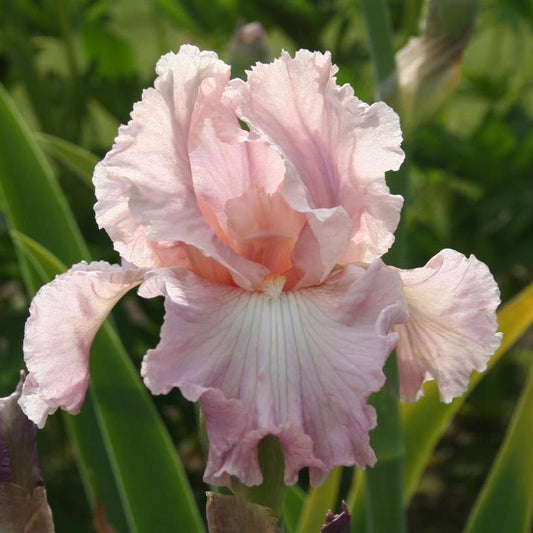Pond Lily - Tall Bearded Iris