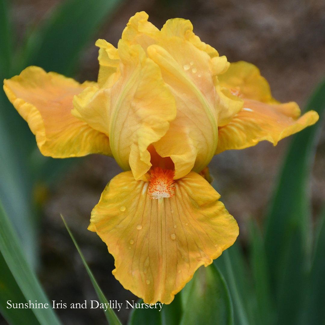 Posh - Intermediate Bearded Iris