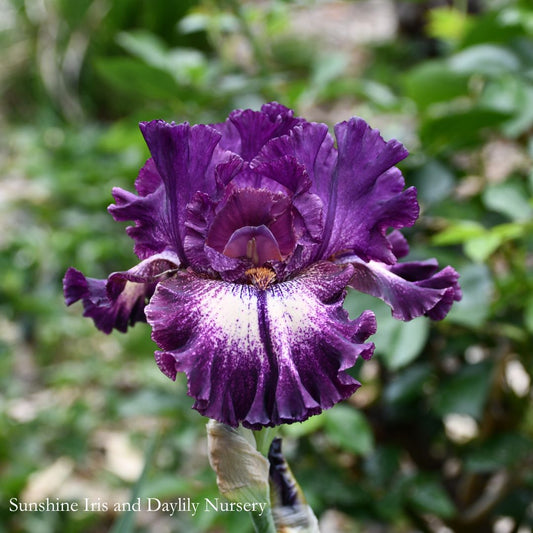 Pretty Edgy - Tall Bearded Iris