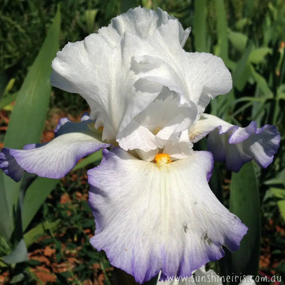 Queens Circle - Tall Bearded Iris Sunshine Iris Nursery
