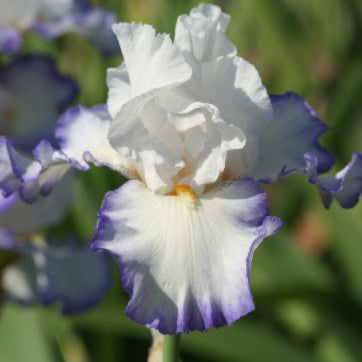 Queens Circle - Tall Bearded Iris