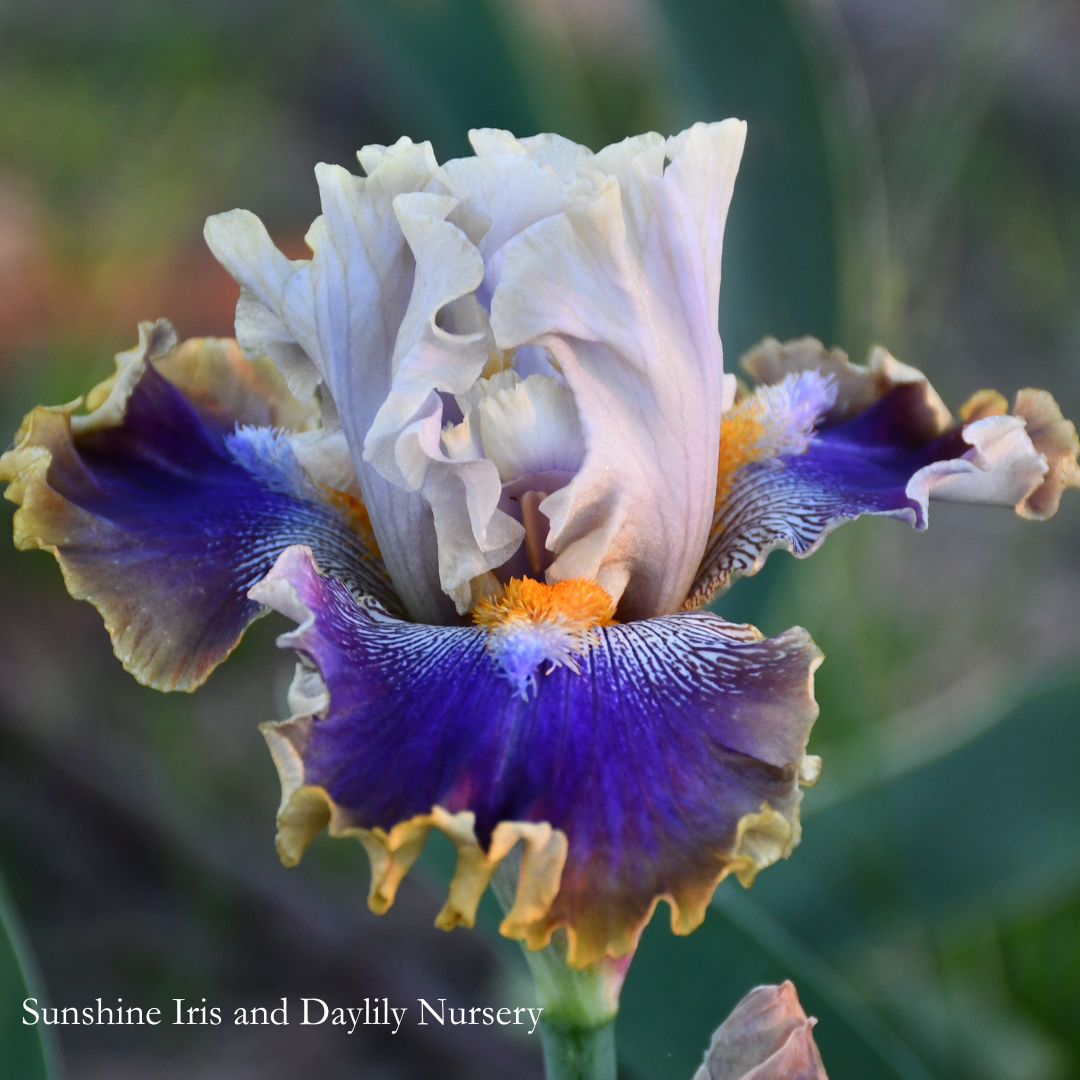 Rare Blend - Tall Bearded Iris