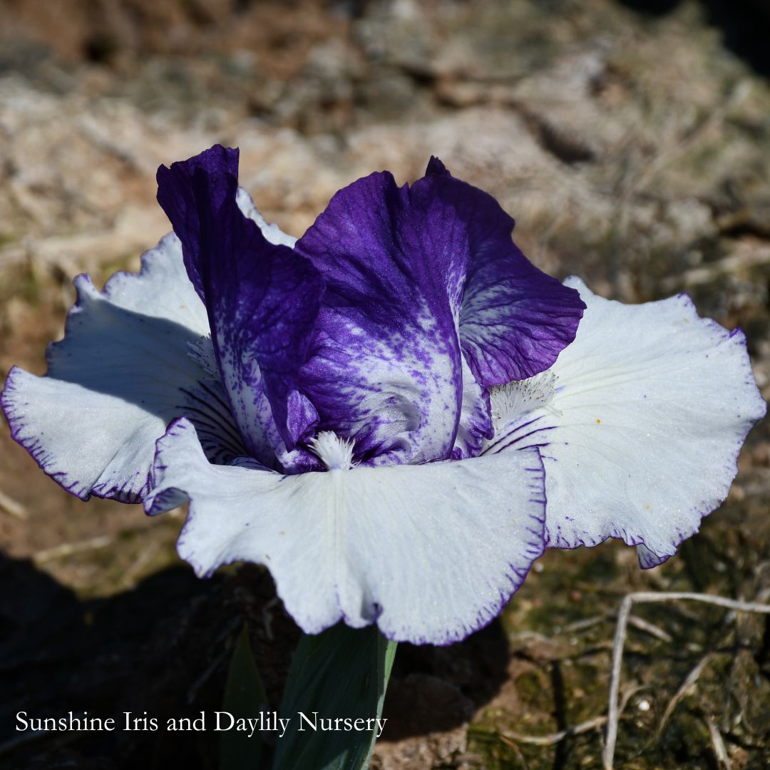 Rare Edition - Intermediate Bearded Iris Sunshine Iris Nursery