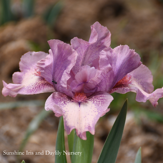 Raspberry Ice - Dwarf Bearded Iris