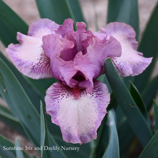 Raspberry Ice - Dwarf Bearded Iris