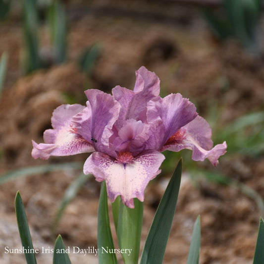 Raspberry Ice - Dwarf Bearded Iris