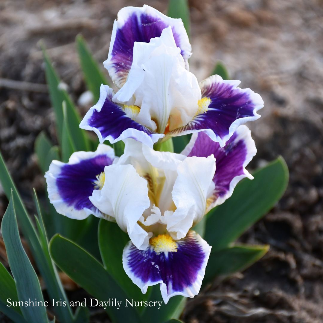 Rather Snazzy - Dwarf Bearded Iris Sunshine Iris Nursery