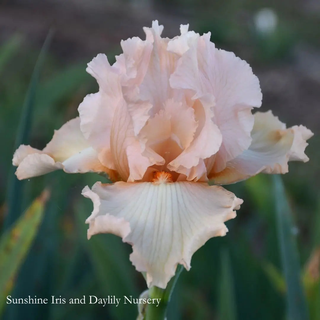 Ribands - Tall Bearded Iris Sunshine Iris Nursery