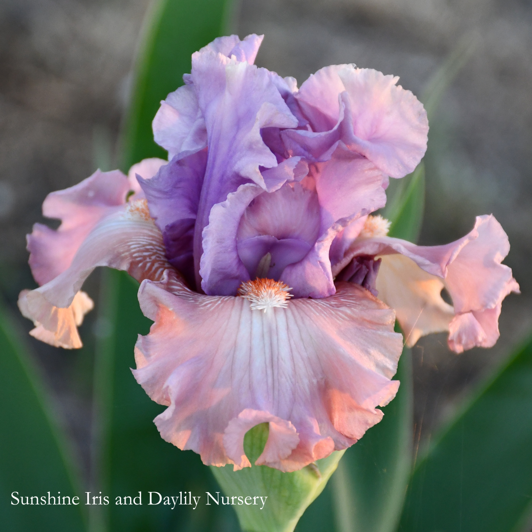 Role Reversal - Tall Bearded Iris