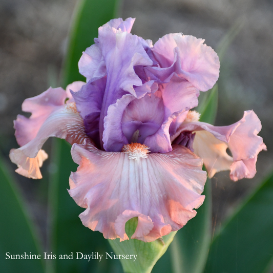 Role Reversal - Tall Bearded Iris