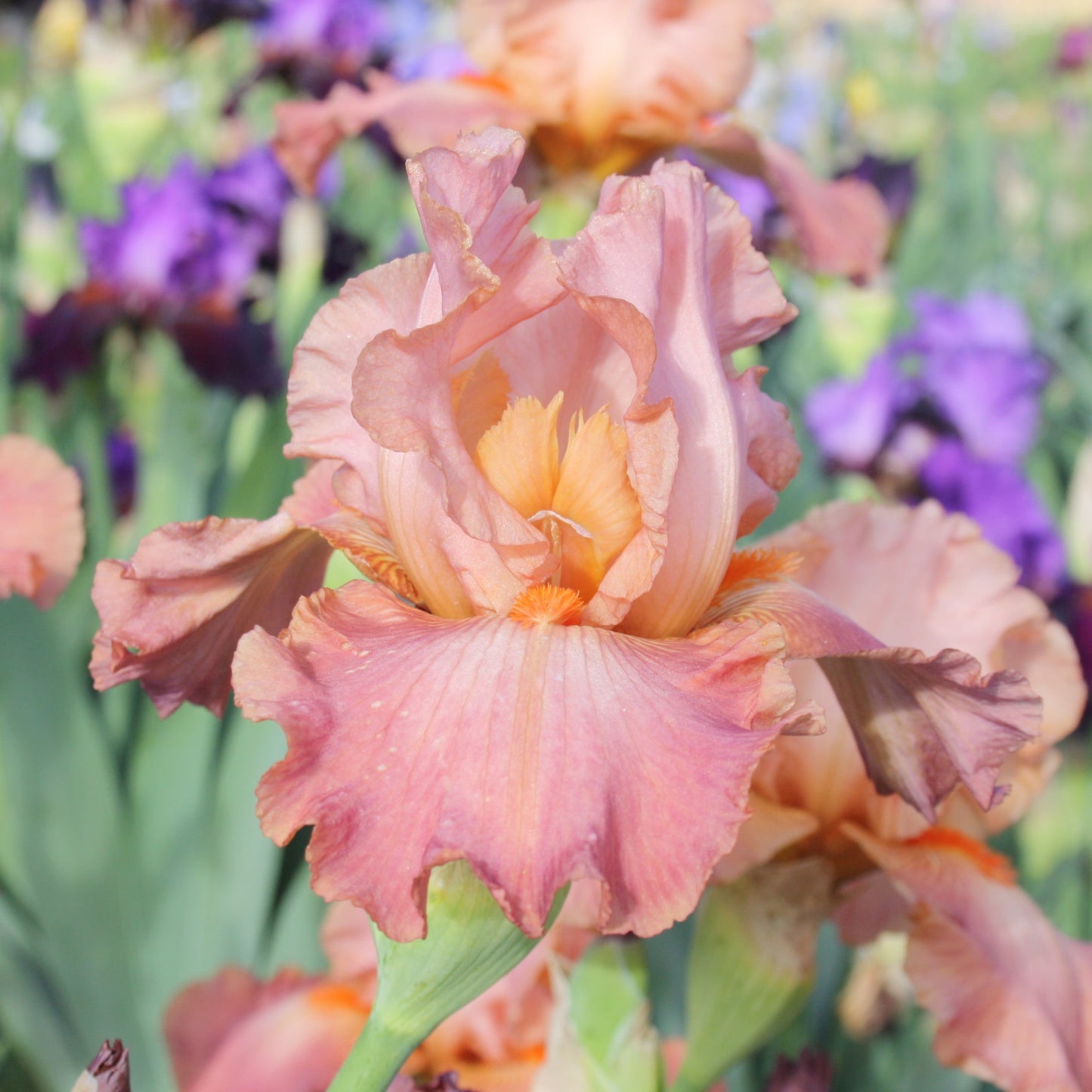 Role Model - Tall Bearded Iris