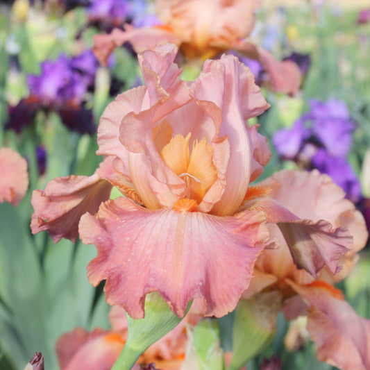 Role Model - Tall Bearded Iris