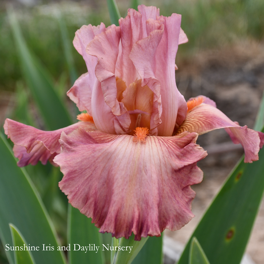 Role Model - Tall Bearded Iris