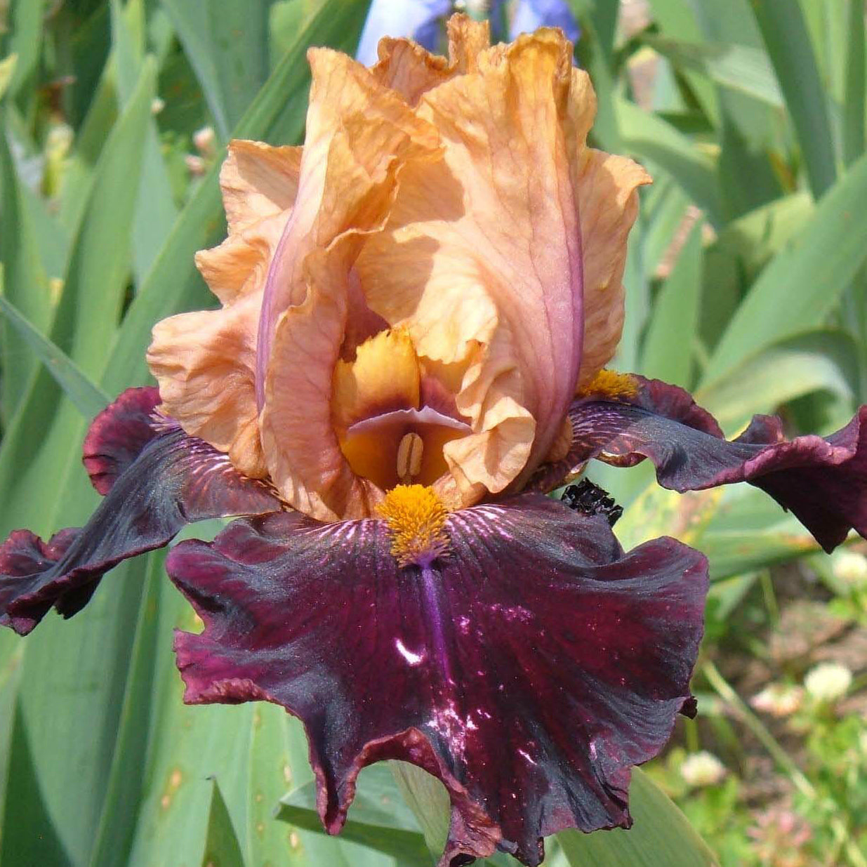 Rustic Royalty - Tall Bearded Iris