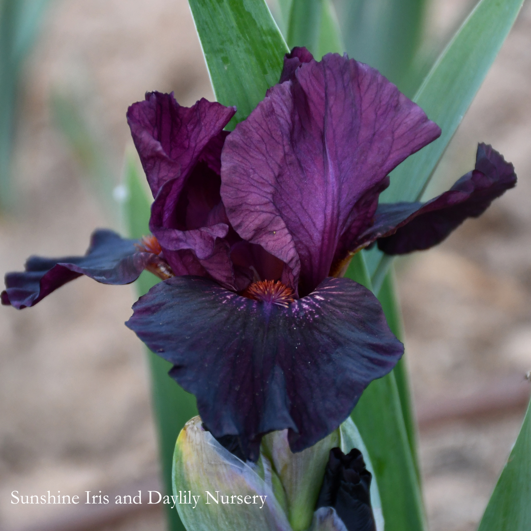Sangria - Intermediate Bearded Iris