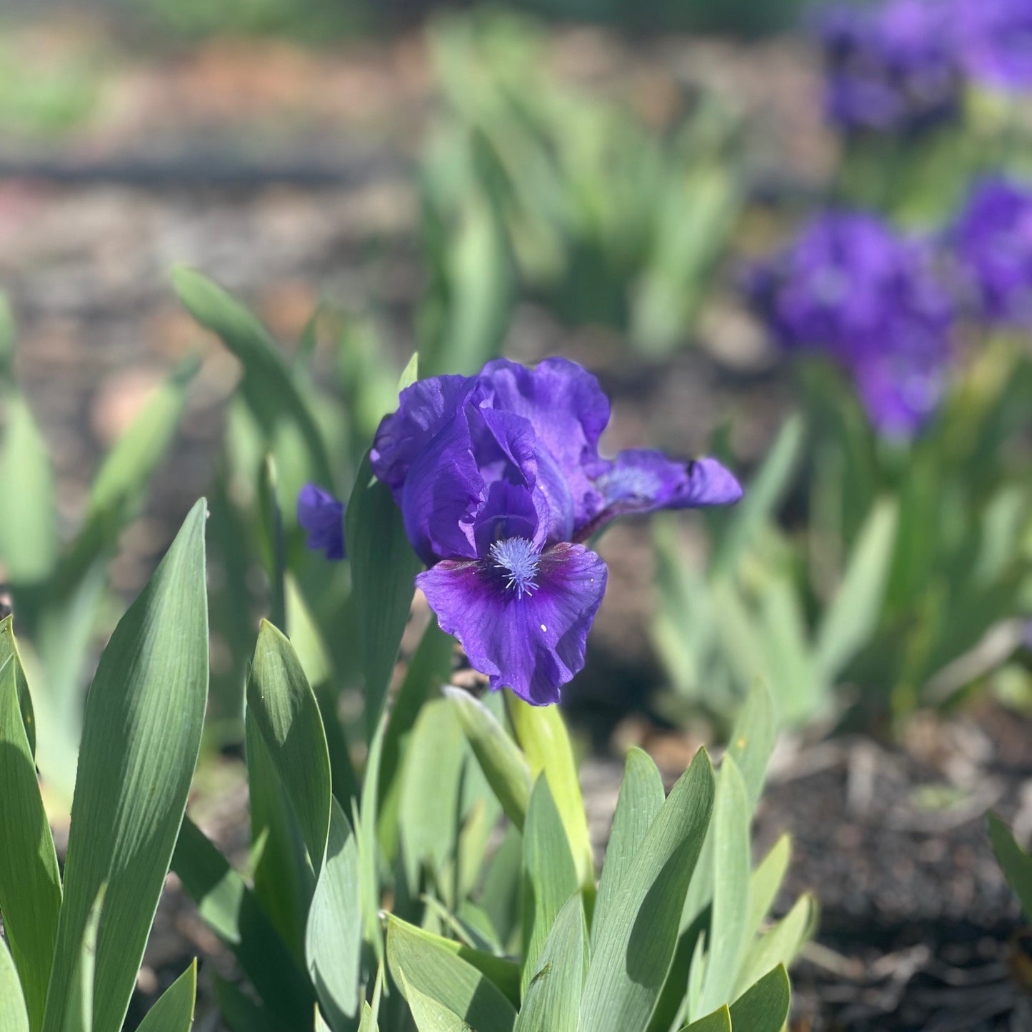 Baby Baron - Dwarf Bearded Iris