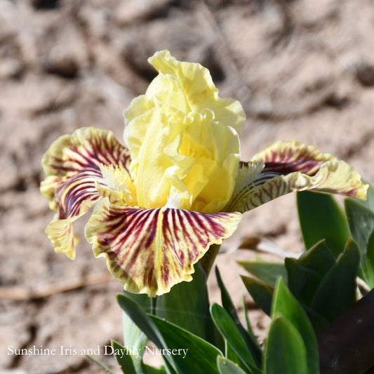 Sass With Class - Dwarf Bearded Iris Sunshine Iris Nursery