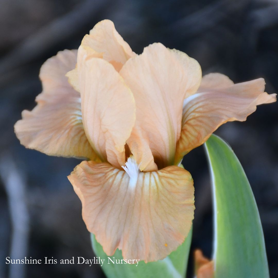 Scion - Dwarf Bearded Iris Sunshine Iris Nursery