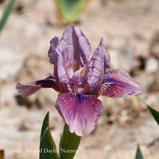 Smoky Imp - Dwarf Bearded Iris