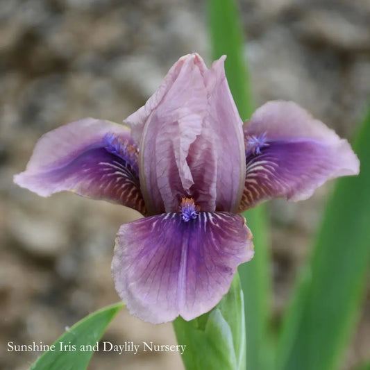 Smoky Imp - Dwarf Bearded Iris Sunshine Iris Nursery