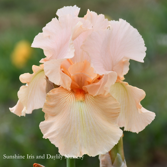 Sneak Preview - Tall Bearded Iris