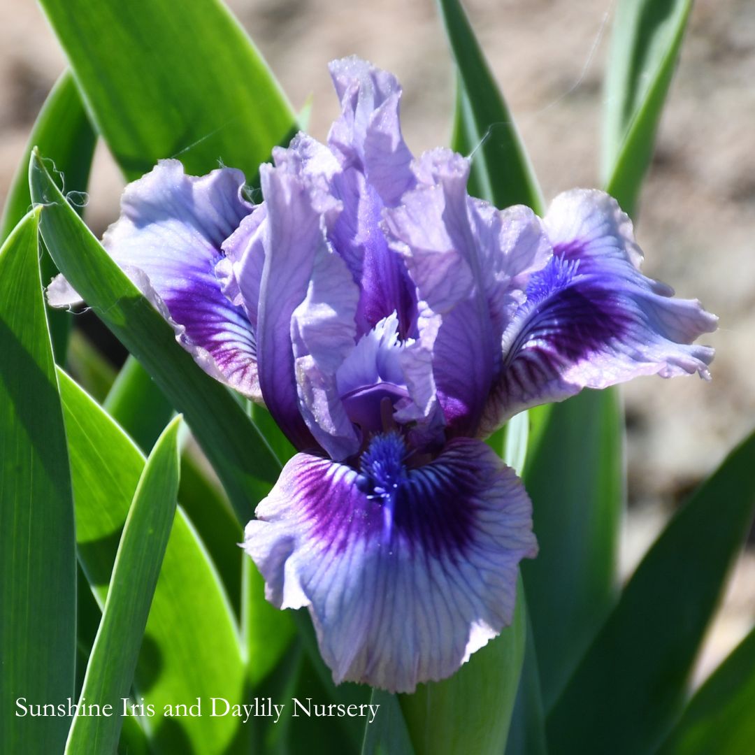 Storm Song - Intermediate Bearded Iris Sunshine Iris Nursery