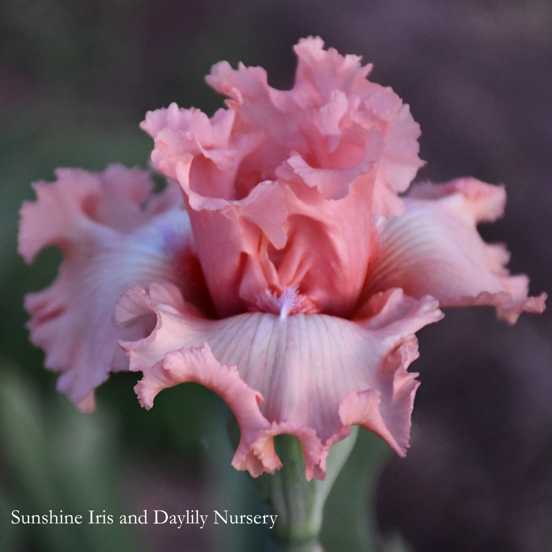 Sugar High - Tall Bearded Iris