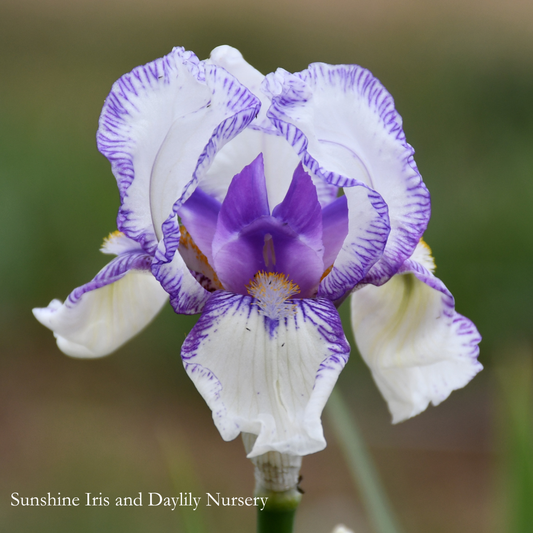 Swerti - Tall Bearded Iris