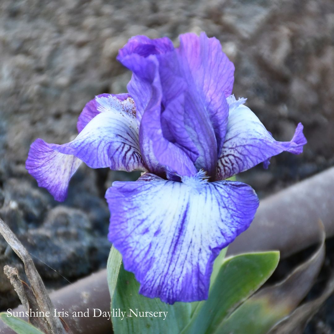 Taja - Dwarf Bearded Iris Sunshine Iris Nursery