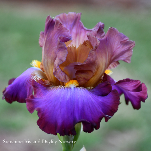 Thrill Ride - Tall Bearded Iris