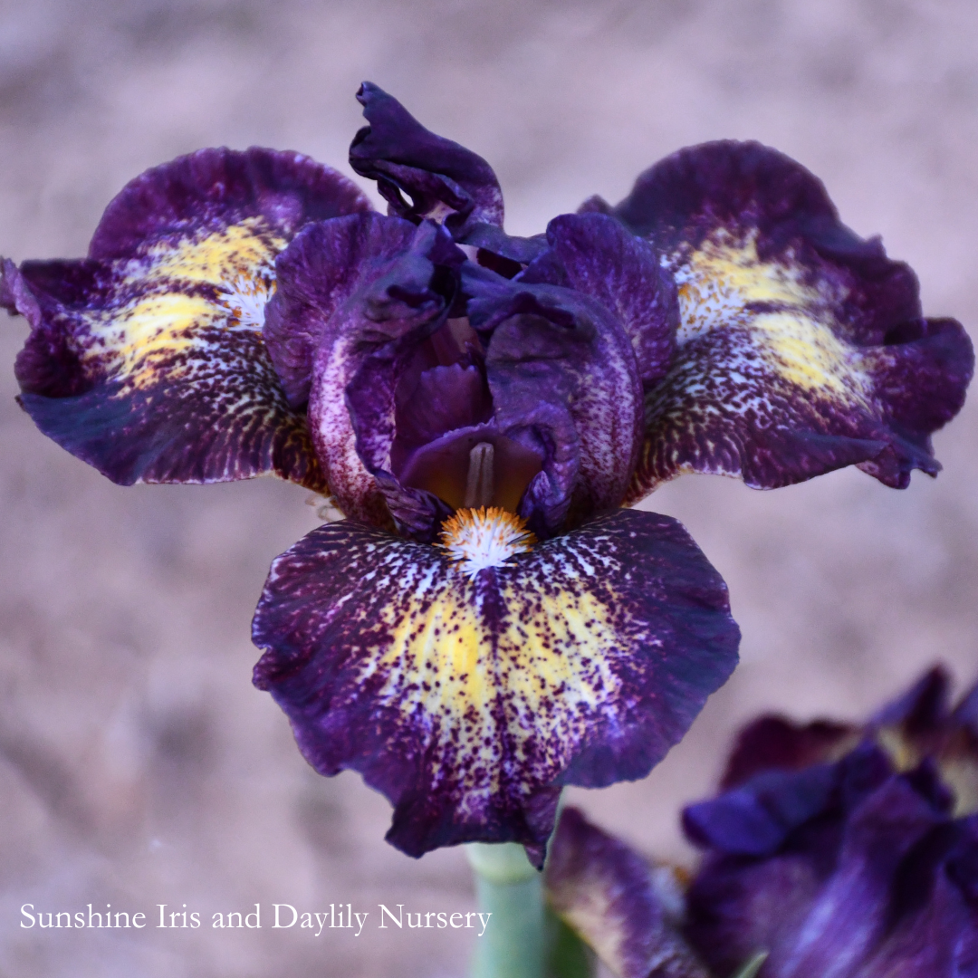 Tomfoolery - Intermediate Bearded Iris