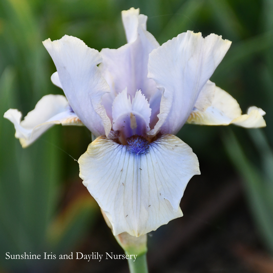 Traitor - Tall Bearded Iris