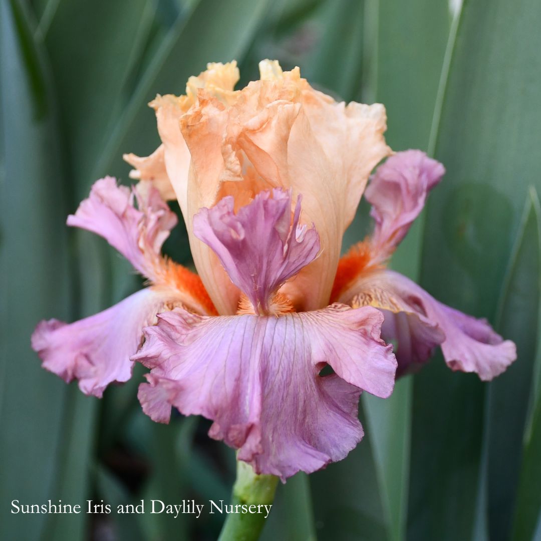 Tropical Delight - Tall Bearded Iris Sunshine Iris Nursery