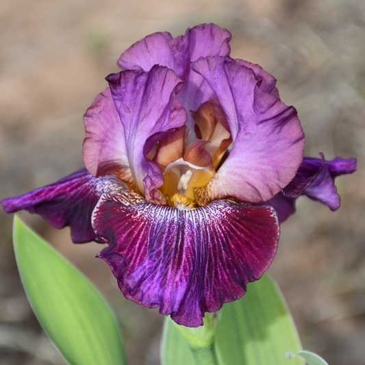 Vibrations - Tall Bearded Iris