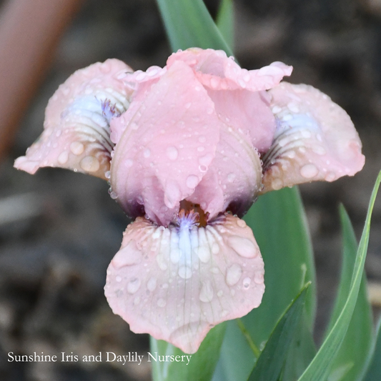 Volts - Dwarf Bearded Iris