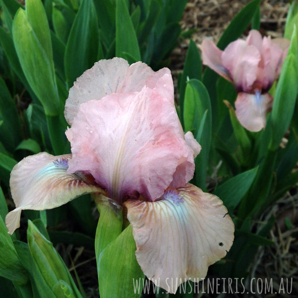 Volts - Dwarf Bearded Iris