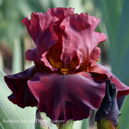 War Chief - Tall Bearded Iris
