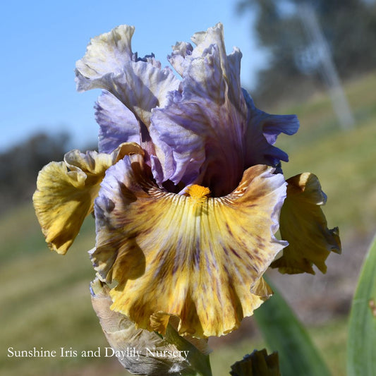 Waves On The Coast - Tall Bearded Iris Sunshine Iris Nursery