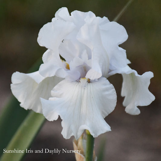 Wedding Vow - Tall Bearded Iris