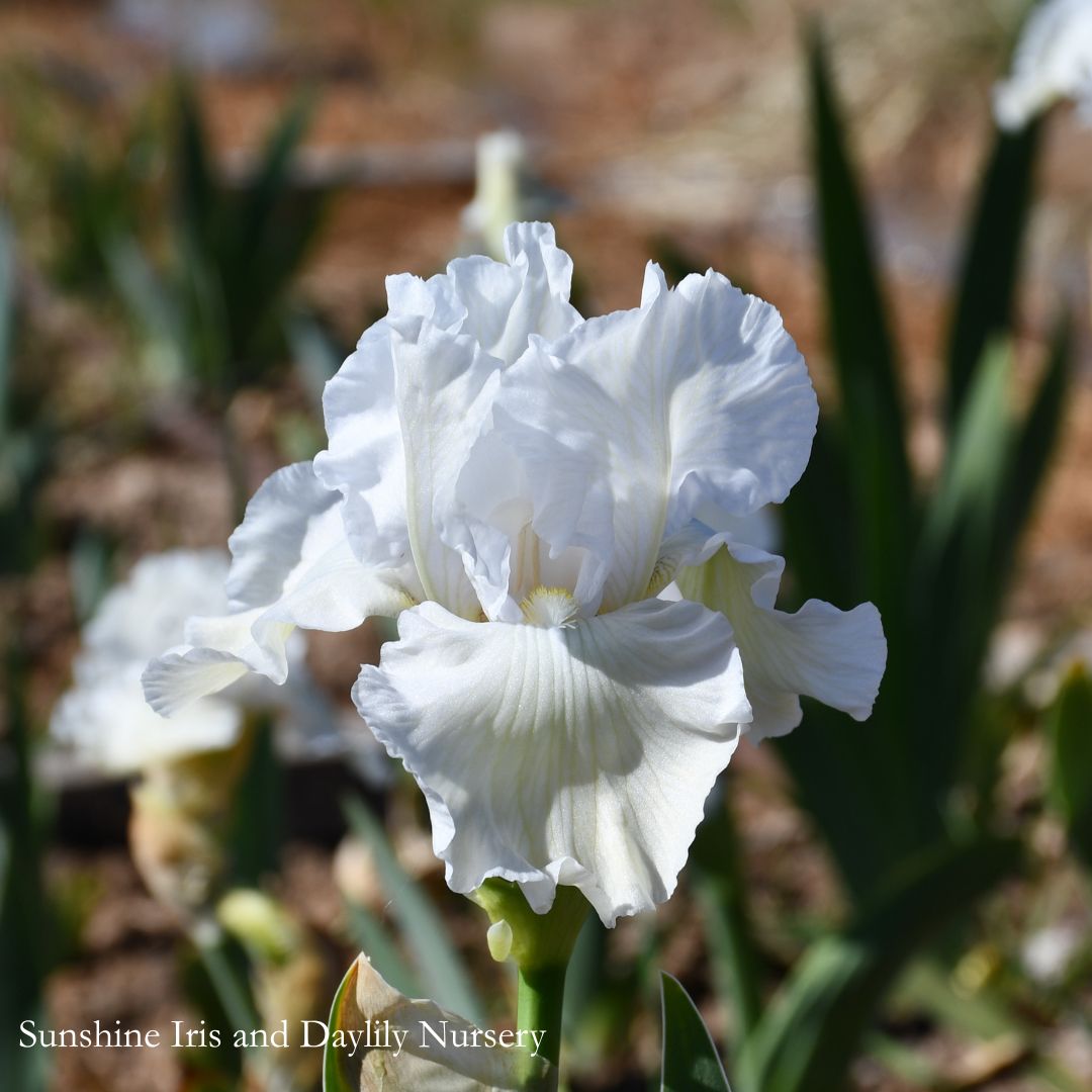 Wedding Vow - Tall Bearded Iris
