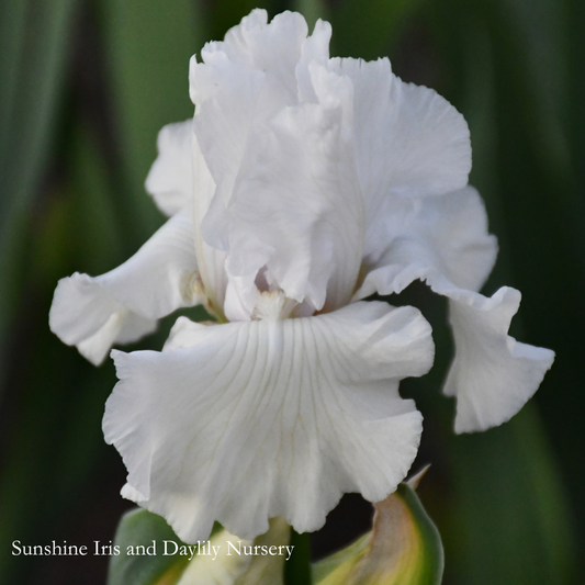 Wedding Vow - Tall Bearded Iris